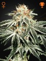 White Widow Feminise
