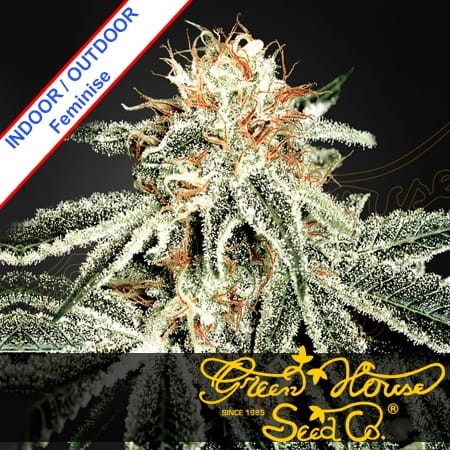 White Widow Feminise