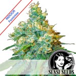 Jack Herer Feminise