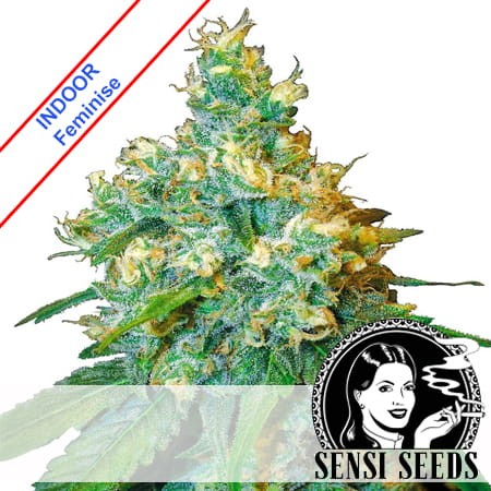 Jack Herer Feminise