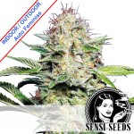Sensi Skunk Auto Feminise