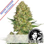 Skunk#1 Auto Feminise