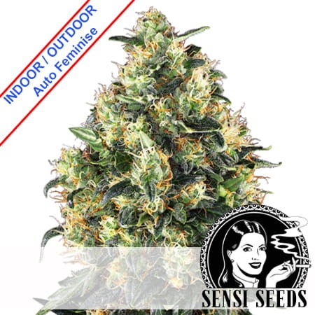 Super Skunk Auto Feminise