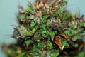 Auto Blueberry Feminise