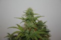 Auto Blueberry Feminise