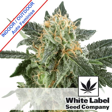 Snow Ryder Automatic Feminise