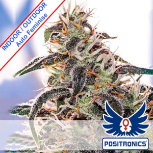 MayDay Express Auto Feminise