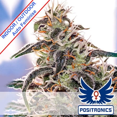 MayDay Express Auto Feminise