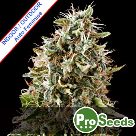 AK 420 Auto Feminise