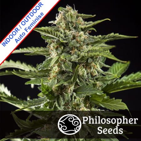 Cheesy Auto Feminise