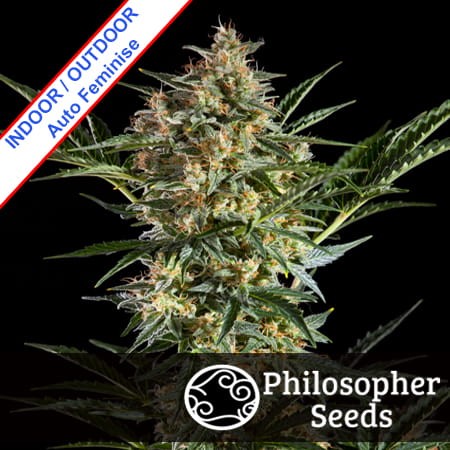 White Yoda Auto Feminise