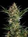 White Yoda Auto Feminise