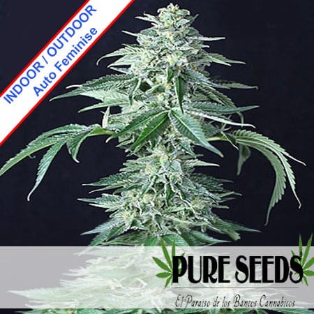 Custom X Auto Feminise