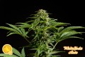 White Yoda Auto Feminise