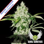 Original Jack Auto Feminise