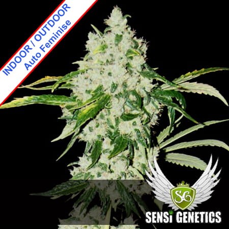 Original Jack Auto Feminise