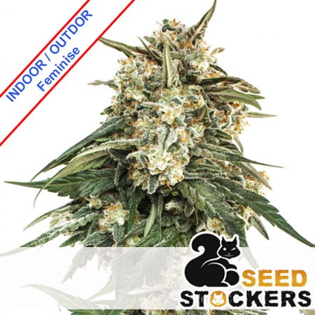 BCN Critical XXL Fast Feminise