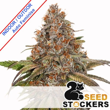 Blackberry Gum Auto Feminise