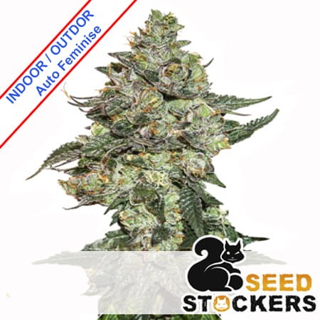 Girl Scout Cookies Auto Feminise