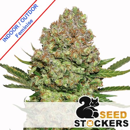 White Widow Feminise