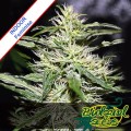 Jack Herer Feminise