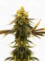Sour AC/DC CBD Feminise