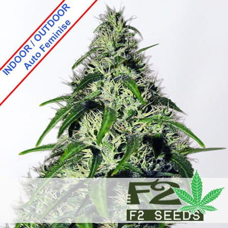 Critical Auto Feminise