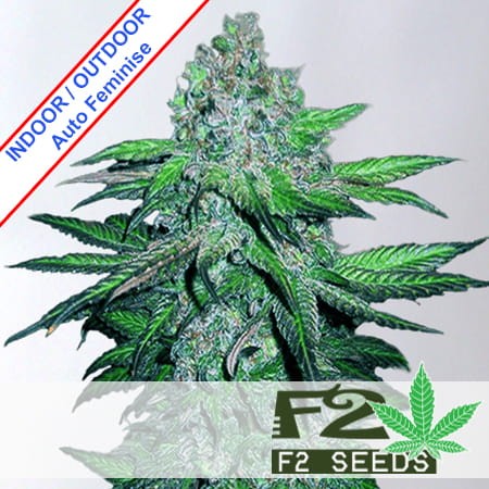 Critical x Somango Auto Feminise