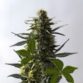 Jack Herer Auto Feminise