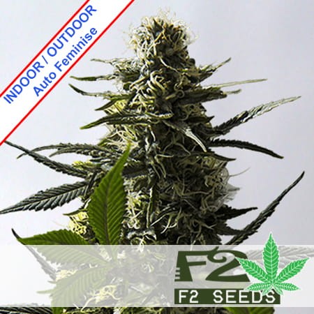 Jack Herer Auto Feminise