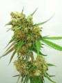 Critical Cindy Auto Feminise