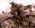 Amnesia Light Auto Feminise