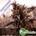 Amnesia Light Auto Feminise