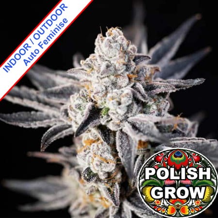 Polish Domina Ruderalis Auto Feminise