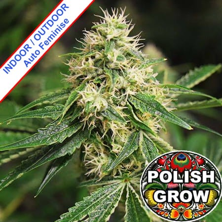 Polish AK Ruderalis Auto Feminise