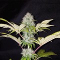 Critical Kush Feminise