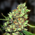 Polish Big Skunk Fast Version Feminise