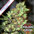Polish Big Skunk Fast Version Feminise