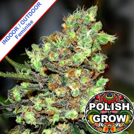 Polish Big Skunk Fast Version Feminise
