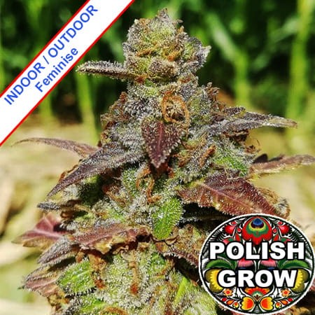 Polish Mutant Fast Version Feminise
