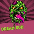 Dream Bud Fast Version Feminise
