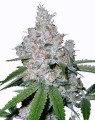 Black Domina x Power Plant Feminise