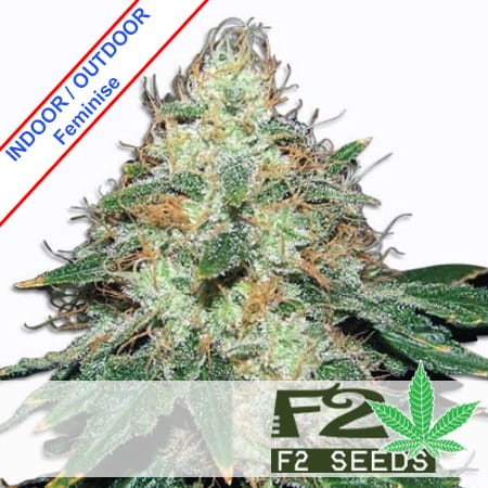 Black Domina x AK Feminise