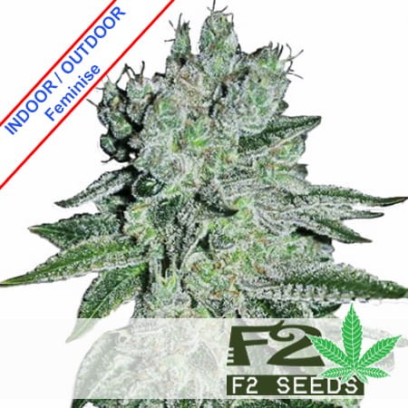 Black Domina x OG Kush Feminise