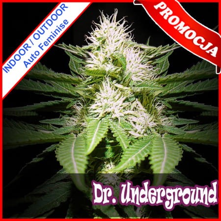 Auto Melon Gum Feminise