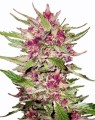 Purple Auto Feminise