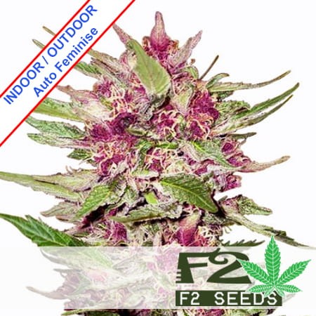 Purple Auto Feminise
