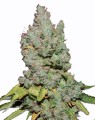 Orange Bud Auto Feminise