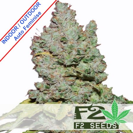 Orange Bud Auto Feminise