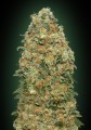 White Widow Feminise